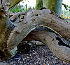 Woodland monster