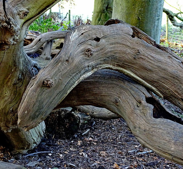Woodland monster