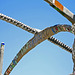 Watts Towers (0192)