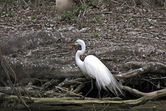 Great Egret in Breeding Plumage