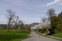 Frühling am Kirchweg