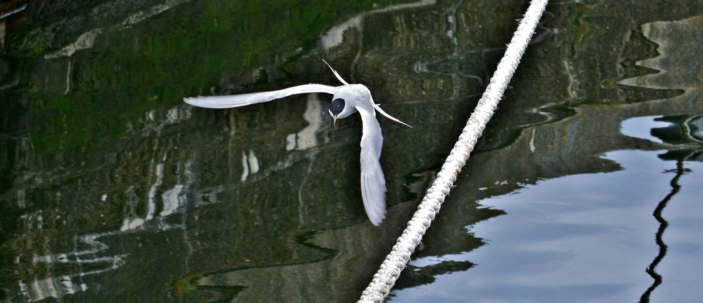 Tern in flight