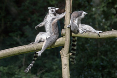 20150911 8852VRAw [D~HF] Katta (Lemur catta), Tierpark, Herford