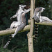 20150911 8852VRAw [D~HF] Katta (Lemur catta), Tierpark, Herford
