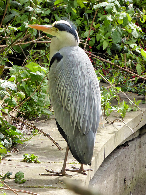 The philosopher of Brookmill Park 1