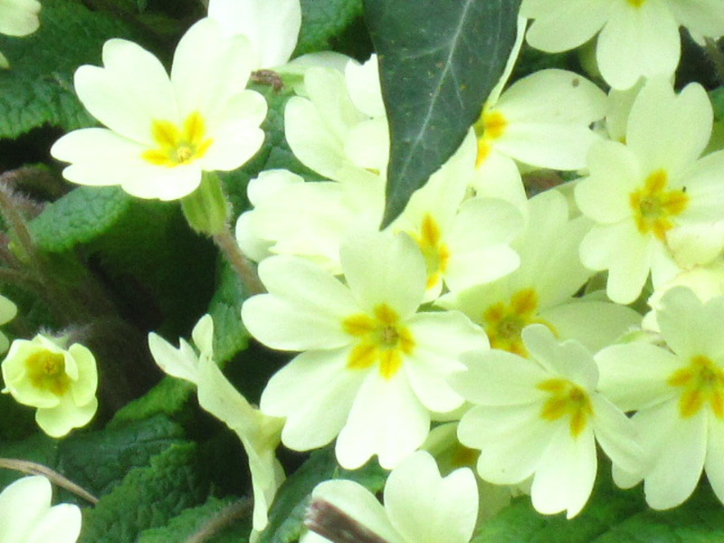 Just love the primroses