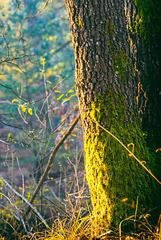 Forêt de Fontainebleau