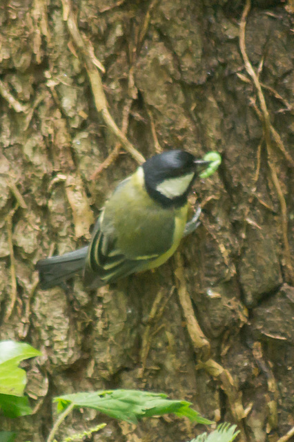 Great Tit with Grub