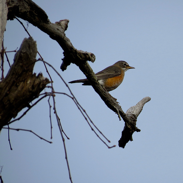 Birds of winter 1: American robin