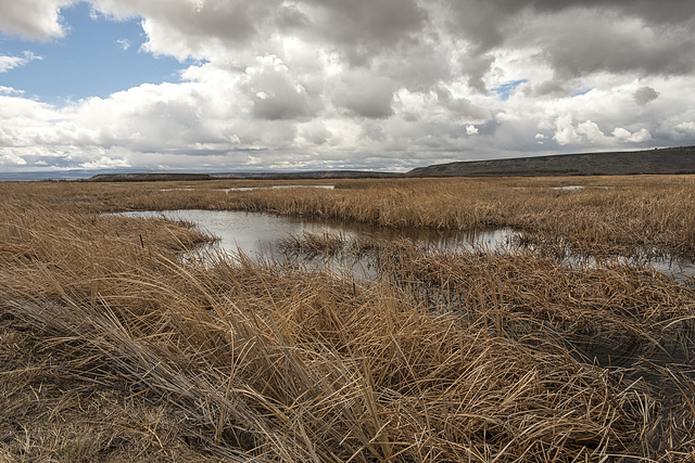 Buena Vista Pond - Marsh B0005405