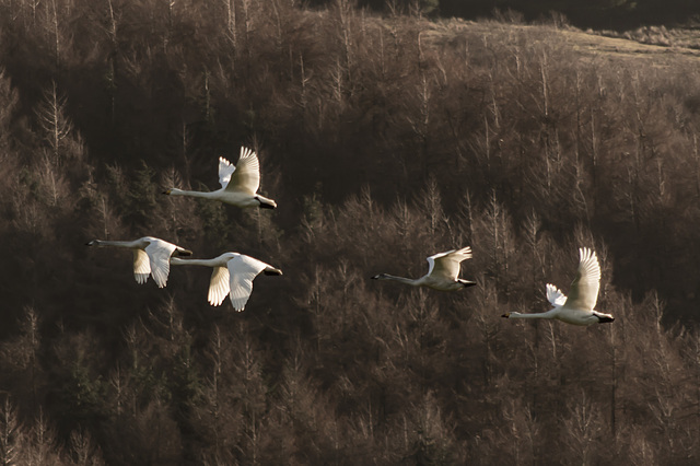 Whooper Swan family