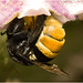 IMG 0973 Bumblebee