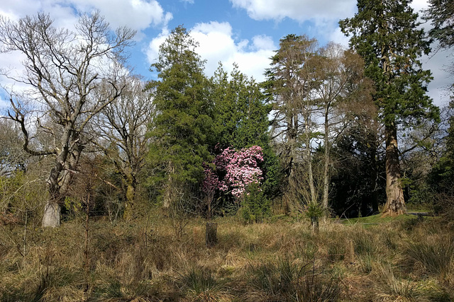 Pink Tree In Balloch Park