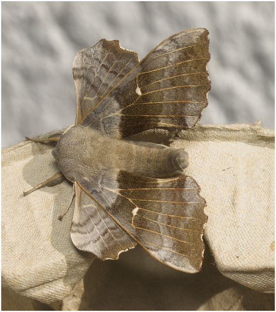 IMG 0012 Poplar Hawk Moth