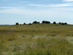 Schafberg bei Westerhever