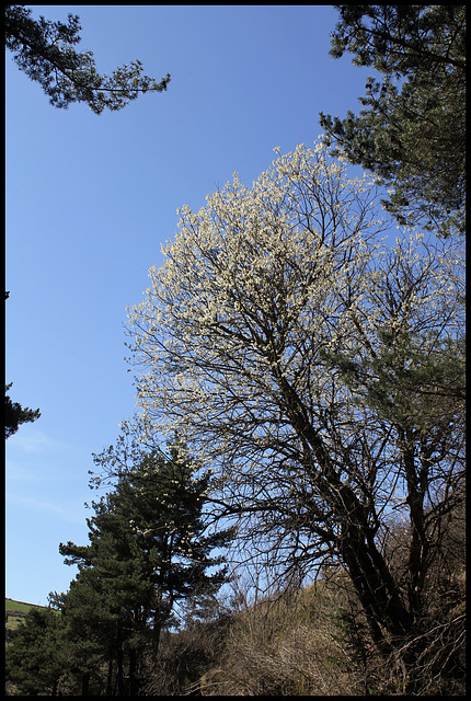 Salix caprea