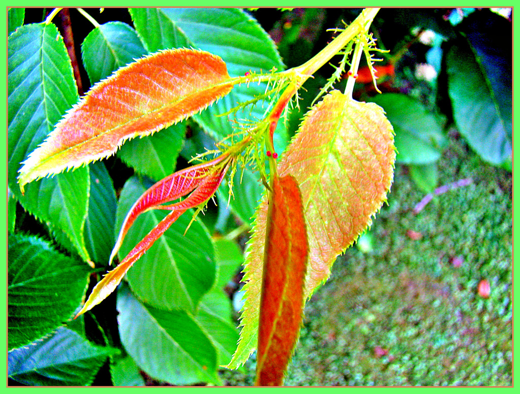 New Leaves.