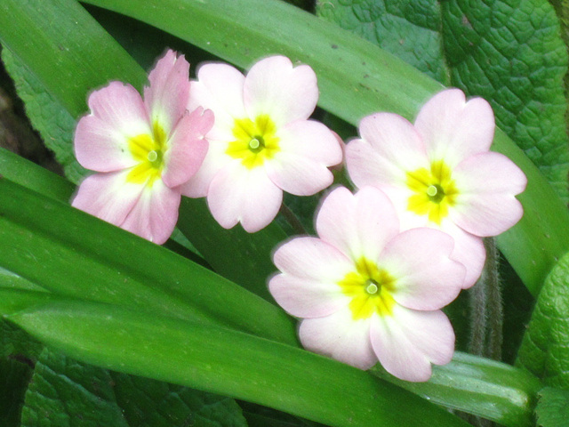 There aren't many pink primroses