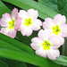 There aren't many pink primroses