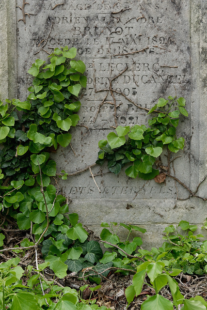 Tombe d'hier et lierre d'aujourd'hui