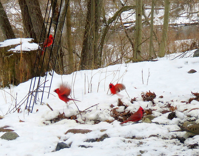 Gathering of the Cardinals.