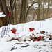 Gathering of the Cardinals.