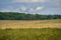 Dorset fields