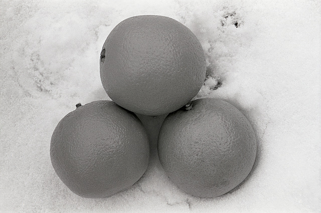 Oranges In The Snow