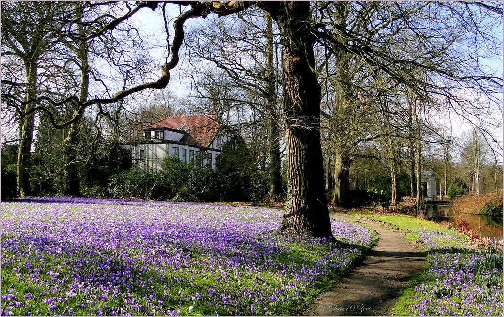 Purple Carpet again...