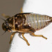 20100614 5202Mw [D~MI] Weidenschaumzikade (Aphrophora pectoralis) , Larve, Großes Torfmoor, Hille