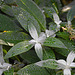 20221027 1883CPw [D~LIP] Knospen, Schmetterlingsstrauch (Buddleja 'Butterfly Candy' Lila Sweatheart), Bad Salzuflen