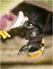 IMG 0981 bumblebee