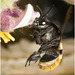 IMG 0981 bumblebee