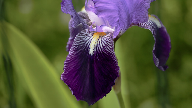 Iris