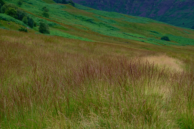 Grasses at Torside