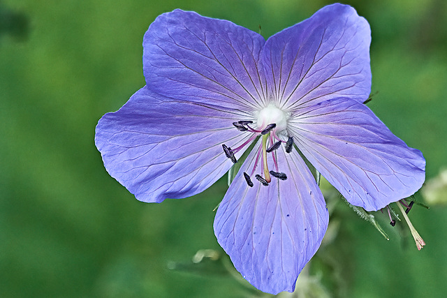 Meadow Crane's-Bill - Geranium pratense