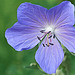 Meadow Crane's-Bill - Geranium pratense