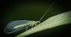 Die Gemeine Florfliege (Chrysoperla carnea) hat mal kurz Halt gemacht :)) The common green lacewing (Chrysoperla carnea) made a brief stop :)) La chrysope verte (Chrysoperla carnea) a fait une brève halte :)) Die Gemeine Florfliege (Chrysoperla carnea) hat mal kurz Halt gemacht :)) The common green lacewing (Chrysoperla carnea) made a brief stop :)) La chrysope verte (Chrysoperla carnea) a fait une brève halte :))