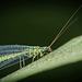 Die Gemeine Florfliege (Chrysoperla carnea) hat mal kurz Halt gemacht :)) The common green lacewing (Chrysoperla carnea) made a brief stop :)) La chrysope verte (Chrysoperla carnea) a fait une brève halte :))