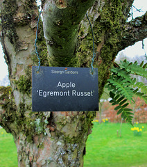 Egremont Russet Apple tree.