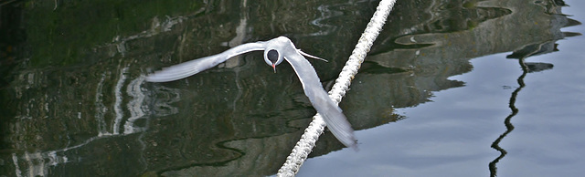 Tern in flight