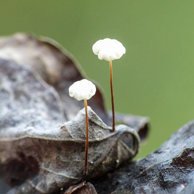 Growing on a fallen leaf