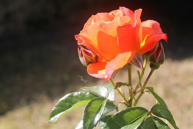 “L'odeur de rose, faible, grâce au vent léger d'été qui passe, se mêle aux parfums qu'elle a mis.” de Paul Verlaine
