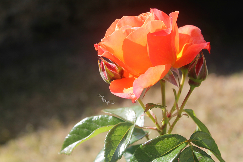 “L'odeur de rose, faible, grâce au vent léger d'été qui passe, se mêle aux parfums qu'elle a mis.” de Paul Verlaine