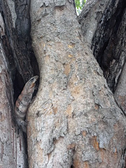 Tree's bum and iguana