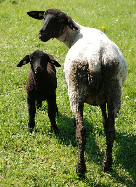 "Und ich habe ein schwarzes Schaf in Familie"