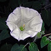 Datura Inoxia ~ Moonflower