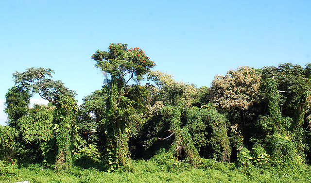 Vegetation