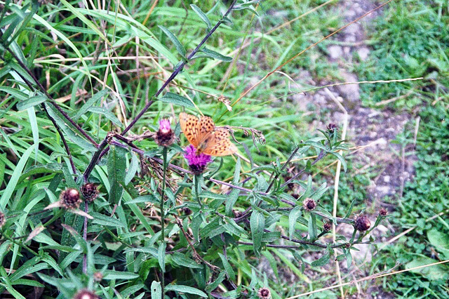 Silver-washed Fritillary, Cornwall (Scan from August 1992)