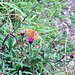 Silver-washed Fritillary, Cornwall (Scan from August 1992)